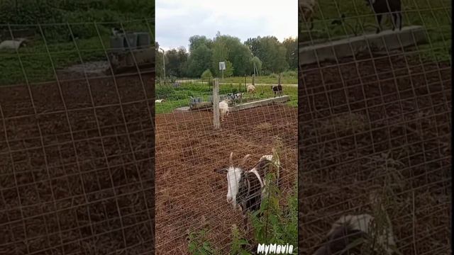 По чём сейчас сено? Привезли сено. смотреть онлайн