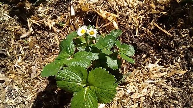 Стоит ли обрывать цветоносы у усов клубники ??? смотреть онлайн