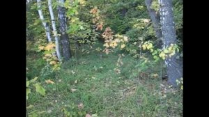 Эстонская гончая  Нагонка