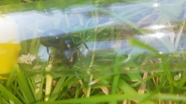 Геркулианусы #1 (Camponotus herculeanus) Поднятие колонии с нуля смотреть онлайн