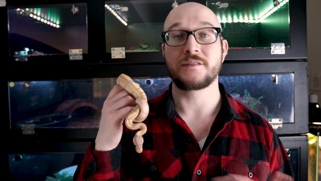 DO NOT Get A Pet Ball Python! | 3 Reasons Why Ball Pythons Are Not Good For Beginners смотреть онлайн