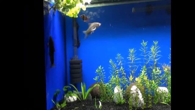 Мраморные боции. Полосатые беспредельщицы. смотреть онлайн