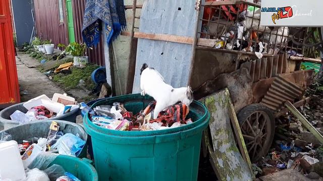 Beautiful cat || a hungry cat meals in a rubbish bin смотреть онлайн