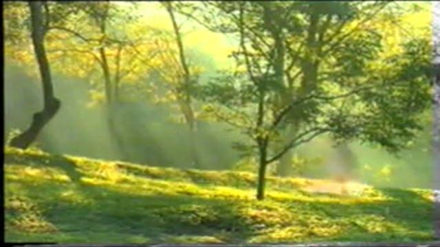 El Bosque Encantado.DAT смотреть онлайн