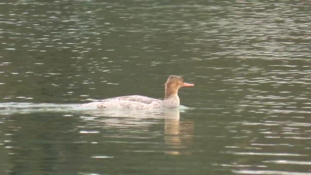 1563. Morčák prostřední, Red-breasted Merganser, Mittelsäger, Middelste zaagbek, Средний крохаль смотреть онлайн