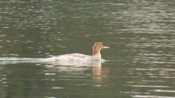1563. Morčák prostřední, Red-breasted Merganser, Mittelsäger, Middelste zaagbek, Средний крохаль
