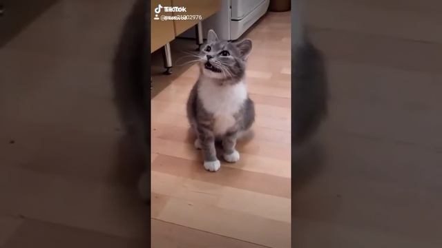 Как папа ругается но но но а мама как ругается аааааааа хаах смотреть онлайн
