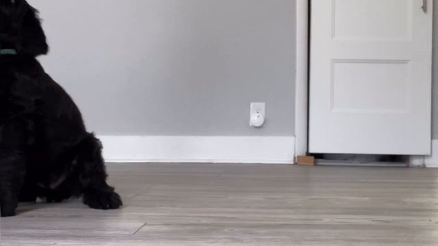 TRAINING GIANT SCHNAUZER PUPPY - How to Sit смотреть онлайн