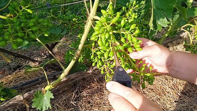 стрижка виноградной грозди смотреть онлайн
