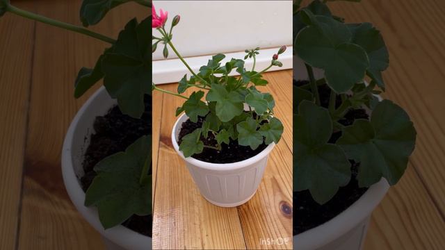 ‼️как укоренить плющелистную пеларгонию🔥🔥🔥 #пеларгония #лето2023 #flowers