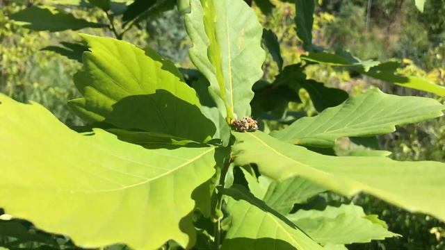 Дуб в Сибири, Забайкалье, Якутии, Бурятии❄️ Питомник растений Велес, г Чита, Забайкальский край ✅?