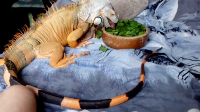 ToKiнский Дракон (Iguana iguana) 2 смотреть онлайн