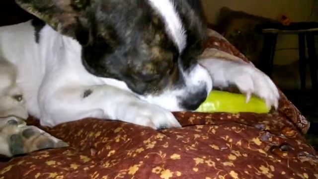 Дружочек. Вот что кушают сибирские собаки смотреть онлайн