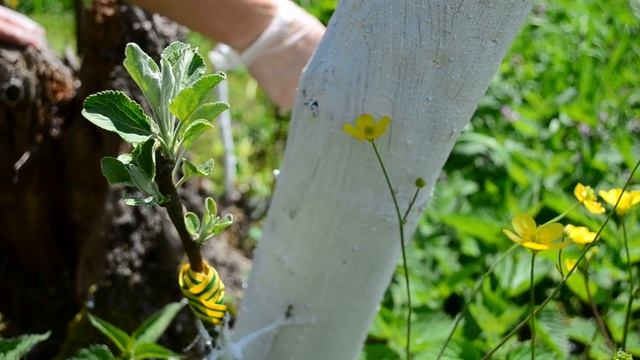 РЕЗУЛЬТАТЫ ВЕСЕННЕЙ ПРИВИВКИ. ПРИВИВКА ГРУШИ, ЯБЛОНИ И ВИНОГРАДА смотреть онлайн