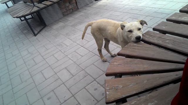 СОБАКА ЛАВОЧКУ грызет смотреть онлайн