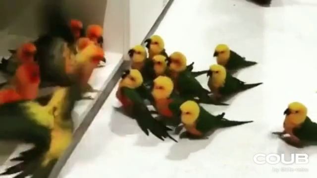 ПОДБОРКА ПРИКОЛОВ С ЖИВОТНЫМИ. СМЕШНЫЕ КОШКИ, СОБАКИ И НЕ ТОЛЬКО смотреть онлайн