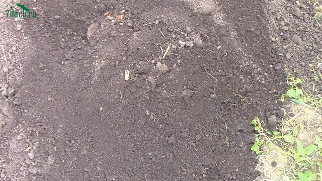 Посадка форзиции - 7 дач