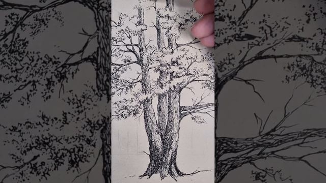 Drawing a tree in autumn ? by pen and ink using a Pelikan Graphos.طراحی از طبیعت "درخت پائیزی" смотреть онлайн