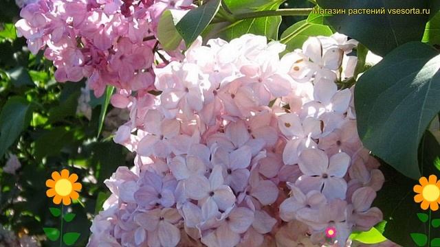 Сирень обыкновенная Гортензия. Краткий обзор, описание характеристик syringa vulgaris Gortenzija смотреть онлайн