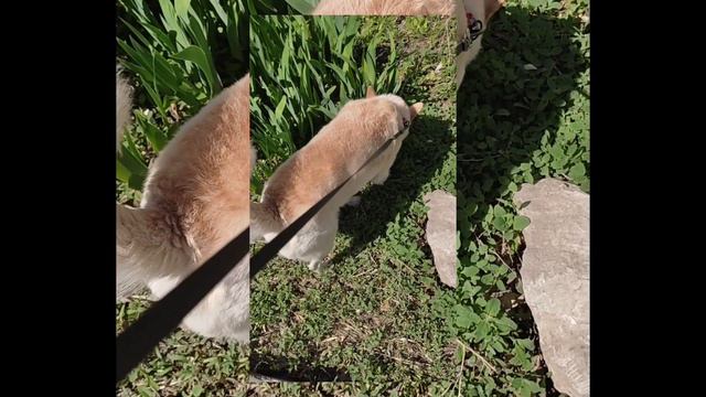 Жизнь глазами моей собаки 😼💗 смотреть онлайн