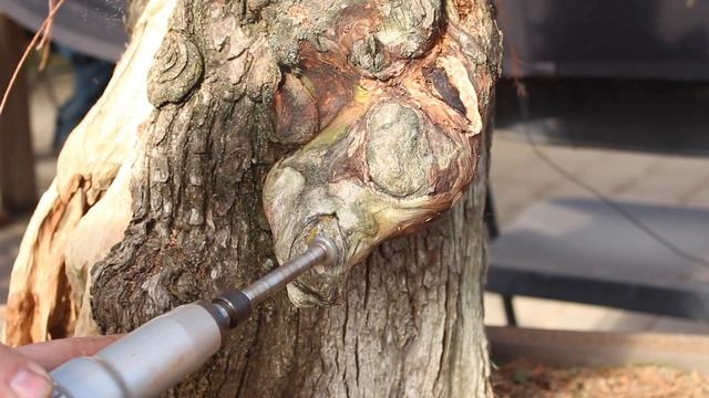 POND CYPRESS - Taxodium Ascendens смотреть онлайн