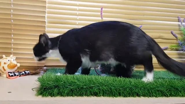 Ласковая кошечка Ласка! смотреть онлайн