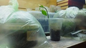 Осеннее черенкование петунии Тайдал в октябре