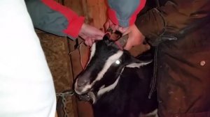 Обезроживание коз резинками