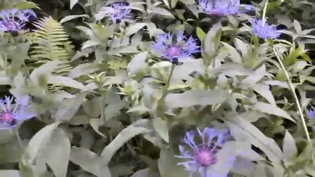 Василек многолетний - в чем опасность. дружите правильно! смотреть онлайн