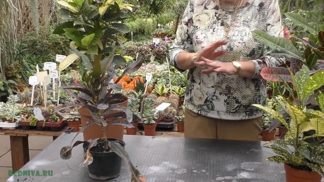 Кротон (кодиеум) - виды и уход в домашних условиях.