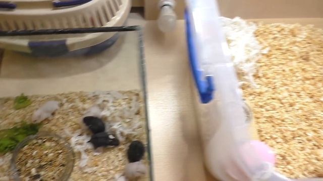 ПЕРВАЯ УБОРКА В КЛЕТКЕ ХОМЯЧАТ / ПЕРВЫЙ БЕГ В КОЛЕСЕ / Alisa Easy Pets смотреть онлайн