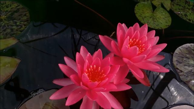 Нимфея Letchumy (Летчуми) кувшинка, waterlily, водные растения, пруд смотреть онлайн