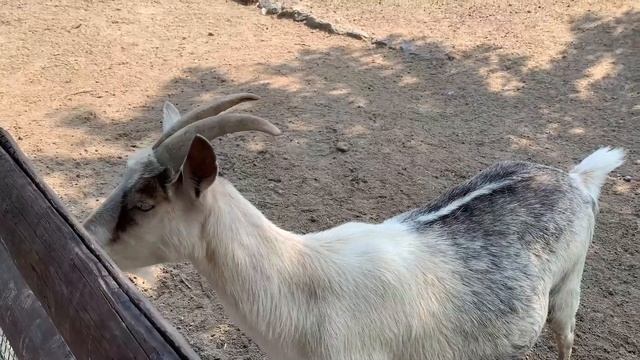 Пражский Зоопарк. Чем заняться. Как доехать смотреть онлайн