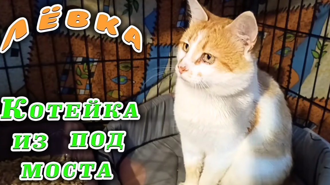 Лëвка. Котейка из под моста. смотреть онлайн
