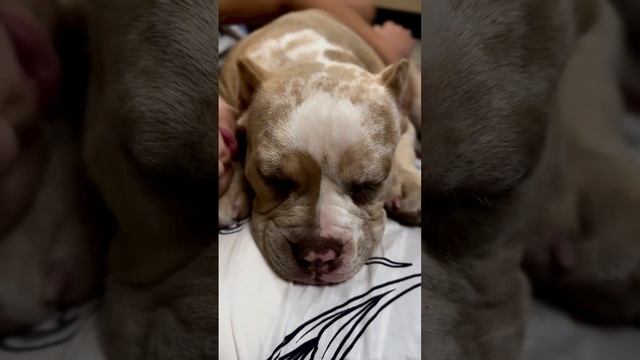 Милота. Американский булли Мира 5 месяцев и Эвита. Сладкий сон смотреть онлайн