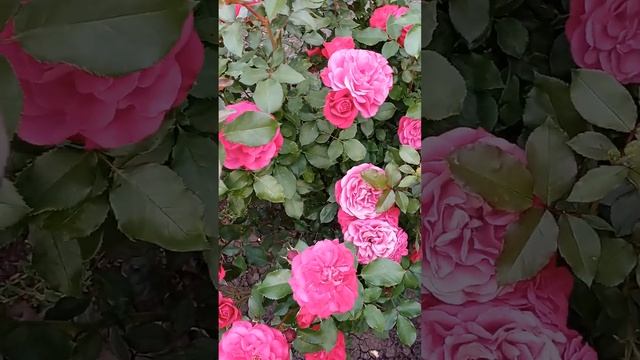 Розы в моем саду 15.06.23 год Зе Пилигрим, Боттичелли, Монолиза... смотреть онлайн