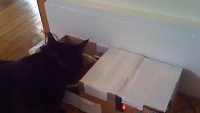 автоматика для кормления котов