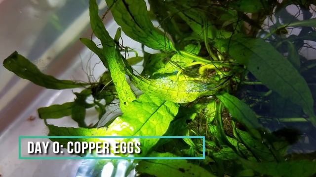 Plant Dip for Snails: Bleach, Alum & Copper Comparison смотреть онлайн