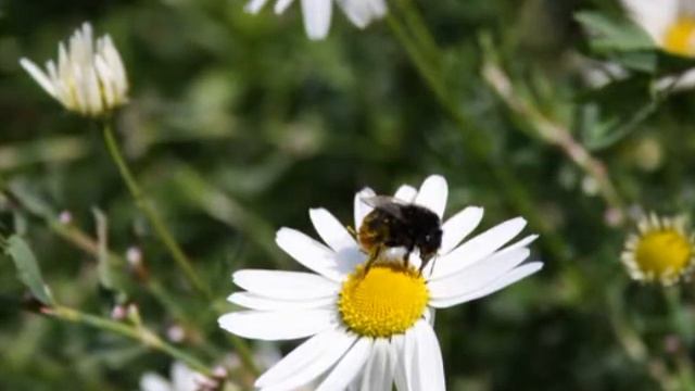 Matricaria chamomilla смотреть онлайн