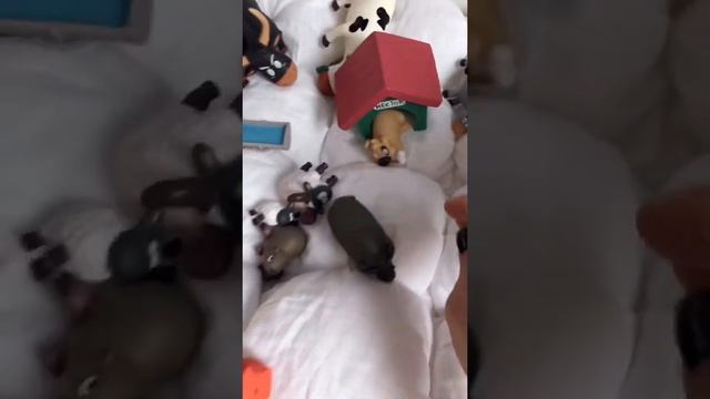 Животные на ферме Развивающие игры Аришины игрушки