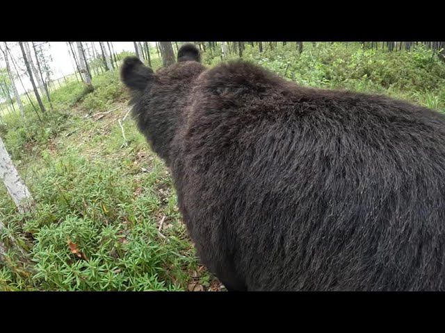 У медвежат переходный возраст. смотреть онлайн