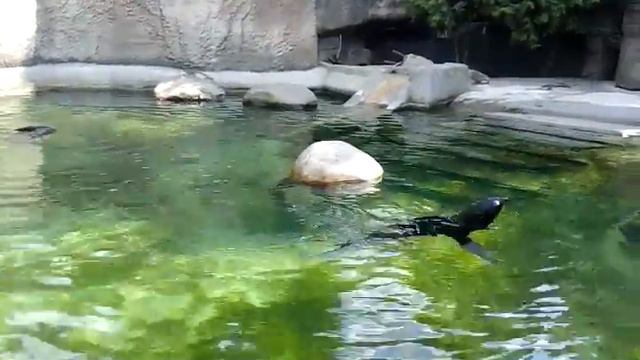 Зоопарк морские коты смотреть онлайн