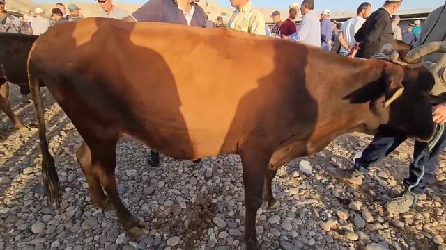 ❗️ИСКРА🐏ШАНБЕ 🐄 МОЛ БОЗОРИ 🐐БУГУНГИ 19 08 2023❗️КУРС 1000 Р 116.5 С @Qizilobod_Tv смотреть онлайн