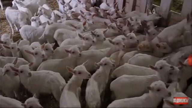 Козья ферма смотреть онлайн
