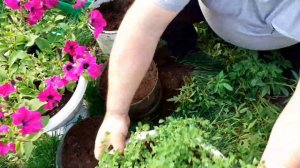 Как правильно высадить бакопу.