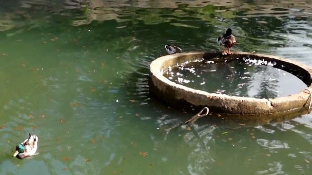 Дикие утки с утятами на прогулке в Крылатском пруду, в Москве смотреть онлайн