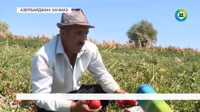 Фермеры в Азербайджане начали собирать популярный сорт помидоров «Султан» смотреть онлайн