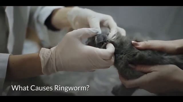 5 Most Common Skin Problems in Dogs and How To Treat Them смотреть онлайн