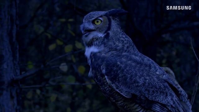 Samsung QLED TV Больше, чем изображение смотреть онлайн