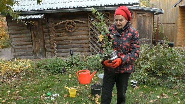 Сажаем голубику: всё самое главное смотреть онлайн